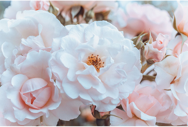 Фотообои «Розы-нежность»