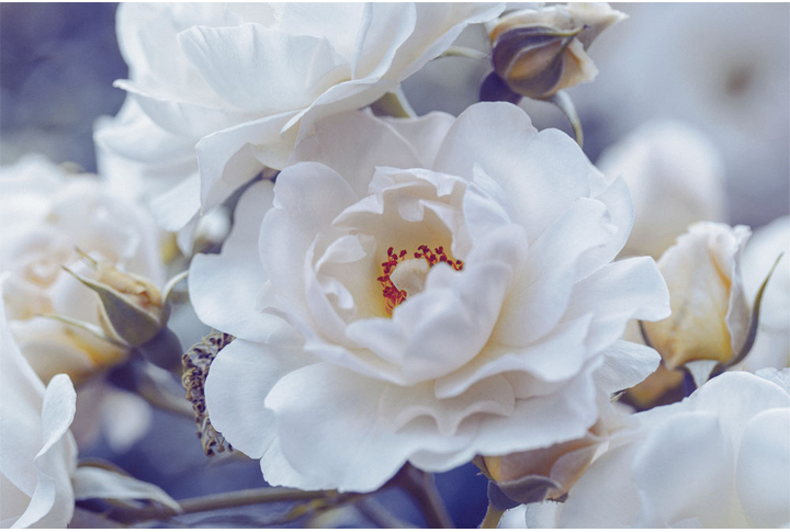 Фотообои «Розы, белые цветы»