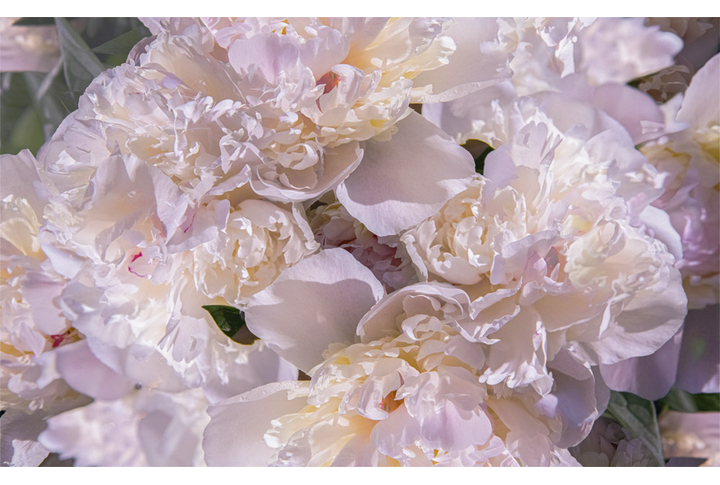 Фотообои «Красивые пионы в нежных тонах»