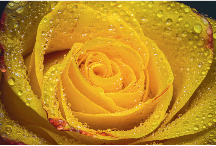 Фотообои «Желтая роза в каплях дождя»