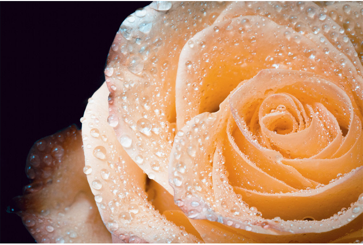 Фотообои «Крупный цветок кремовой розы в каплях»