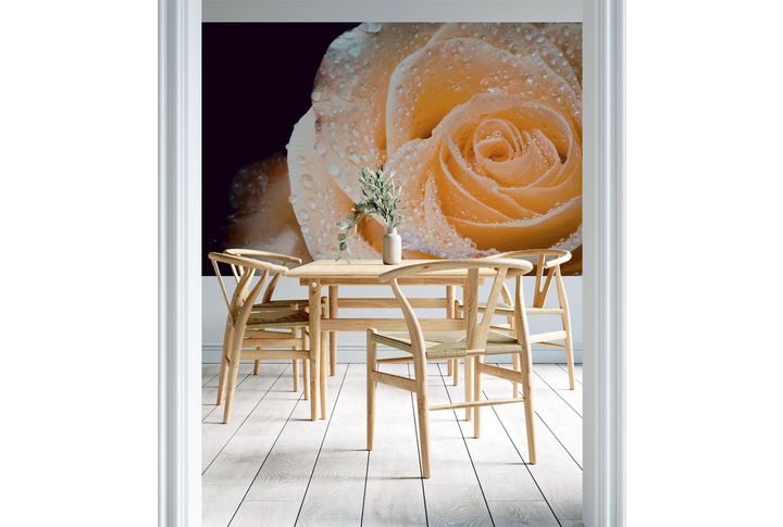 Фотообои «Крупный цветок кремовой розы в каплях» в интерьере