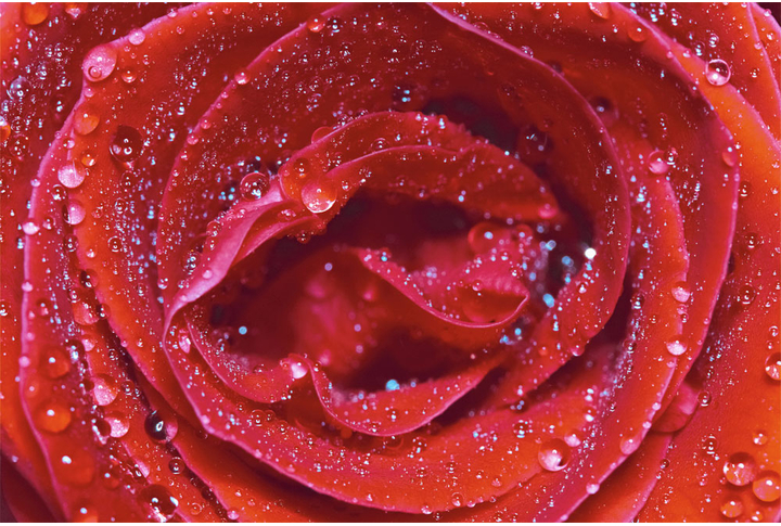 Фотообои «Красная роза с росой на лепестках»