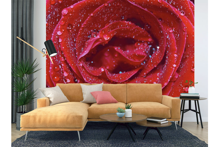 Фотообои «Красная роза с росой на лепестках» в интерьере