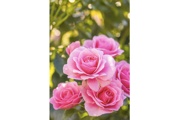 Фотообои «Розовые розы в солнечном саду»