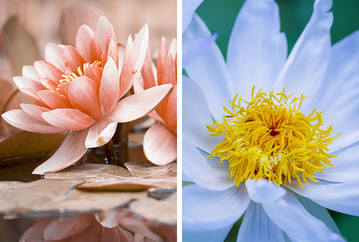 Фотообои Лотос, Кувшинка