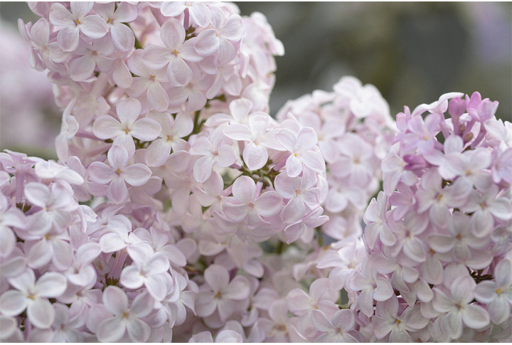 Фотообои «Сирень макро»