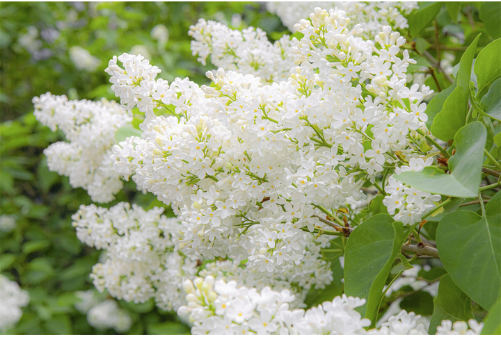 Фотообои «Белая сирень весной»