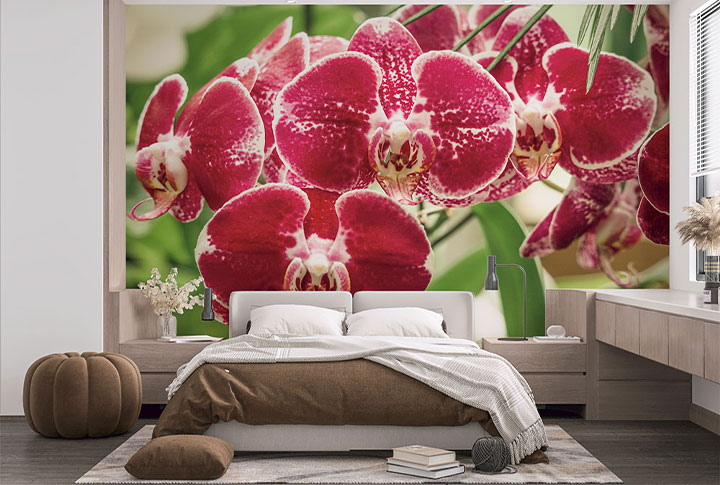 Фотообои Орхидеи