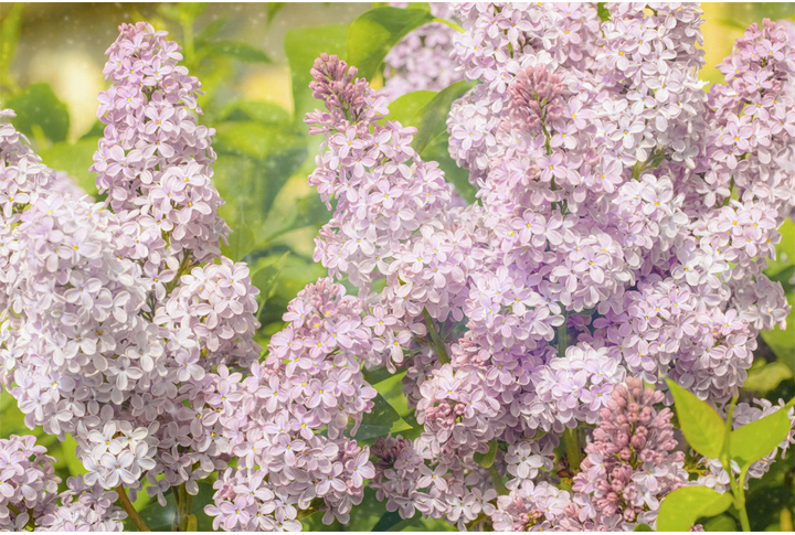 Фотообои «Сирень в зеленой листве»