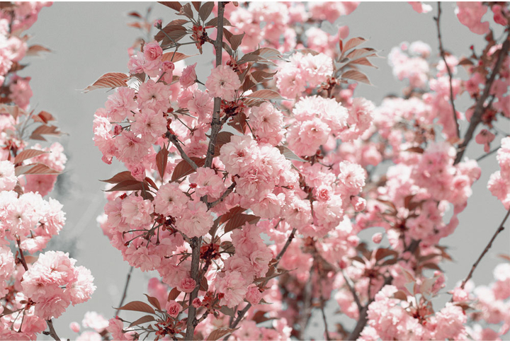 Фотообои «Розовая сакура на ветках»