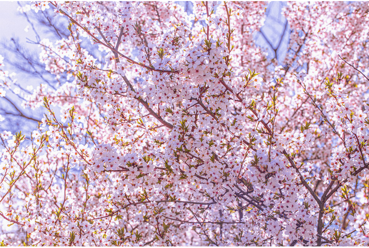 Фотообои «Цветы сакуры»