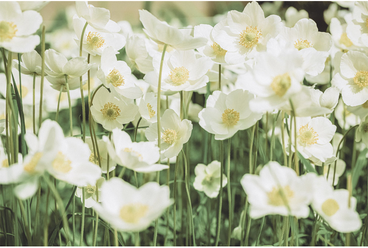 Фотообои «Цветы, белые анемоны»