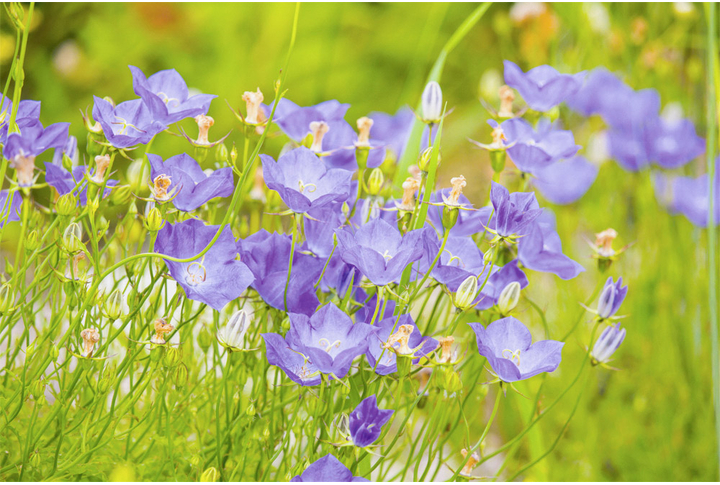 Фотообои «Цветы колокольчики на лугу»
