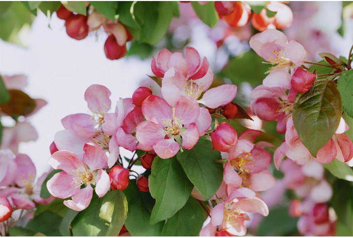 Фотообои «Цветущая яблоня весной»
