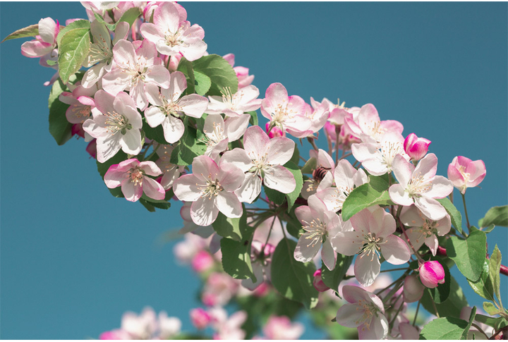 Фотообои «Яблоневый цвет»