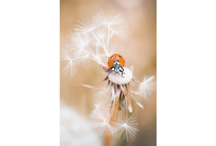Фотообои «Божья коровка на опавшем одуванчике»