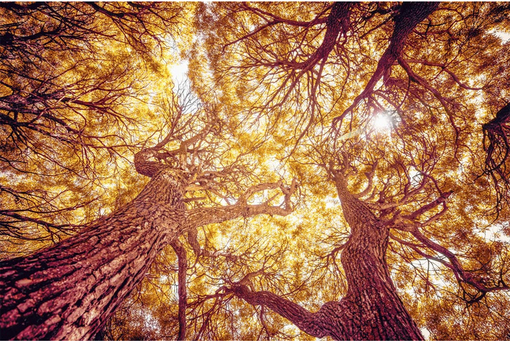 Фотообои «Кроны деревьев ивы в осеннем лесу»