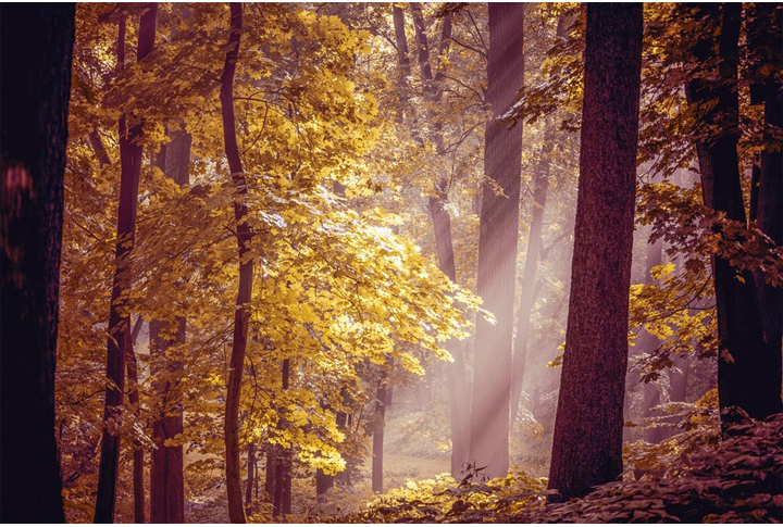 Фотообои «Лес в тумане, осенняя пора»