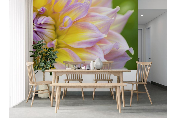 Фотообои «Астра, цветочные лепестки» в интерьере