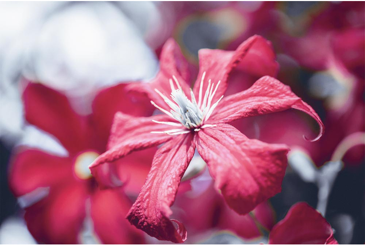 Фотообои «Красный цветок клематиса»