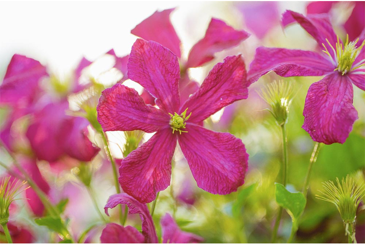 Фотообои «Красные цветы»