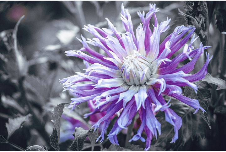 Фотообои «Фиолетовая астра, большие цветы в черно-белом»
