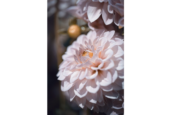 Фотообои «Большой цветок георгины»