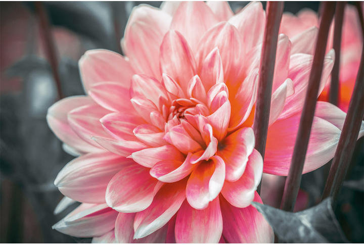 Фотообои «Алые лепестки астры, большой цветок»