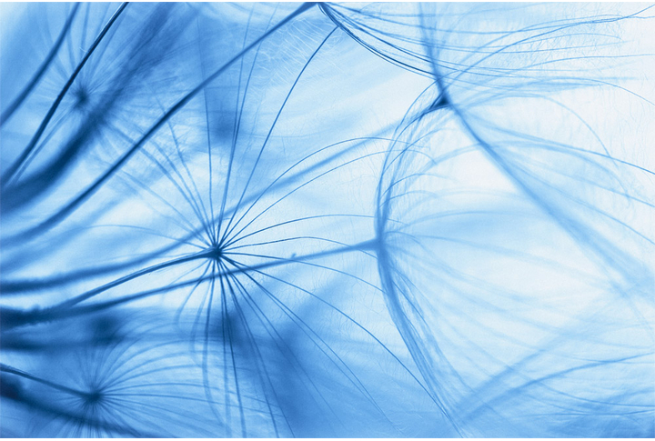 Фотообои «Зонтики одуванчика»