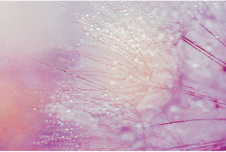 Фотообои «Одуванчик в каплях росы»