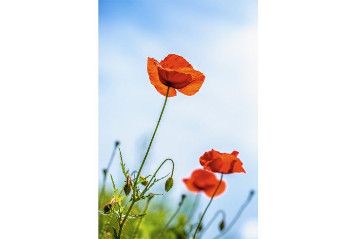 Фотообои «Красный мак на фоне голубого неба»
