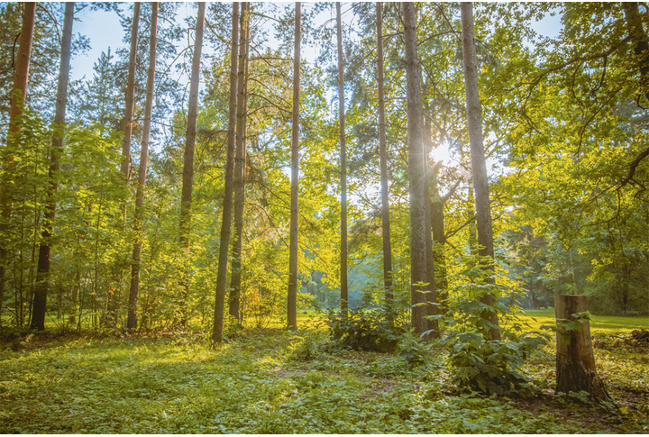 Фотообои «Лес в свете заходящего солнца»