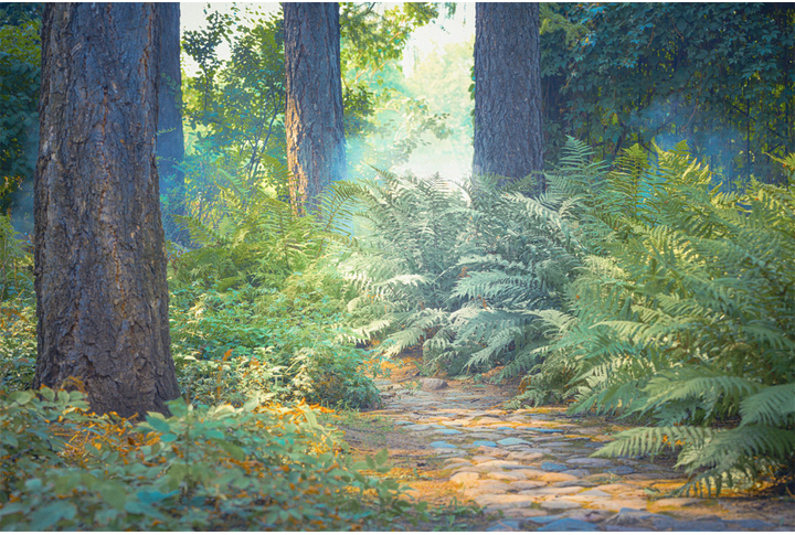 Фотообои «Тропинка через папоротник в лесу»