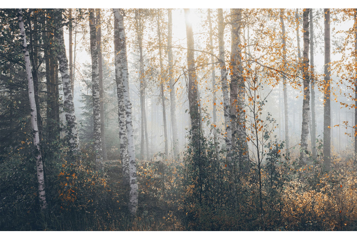 Фотообои «Утренняя берёзовая роща»