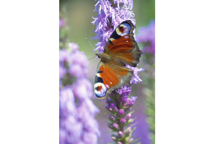 Фотообои «Бабочка на розовом цветке»