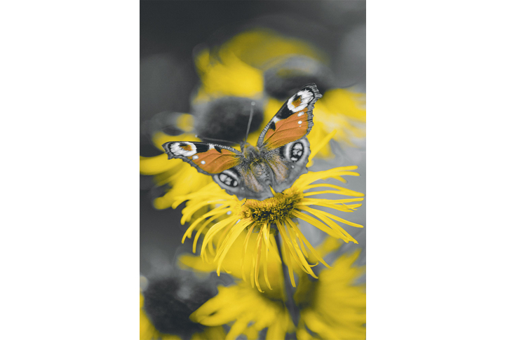 Фотообои «Бабочка на желтом цветке»