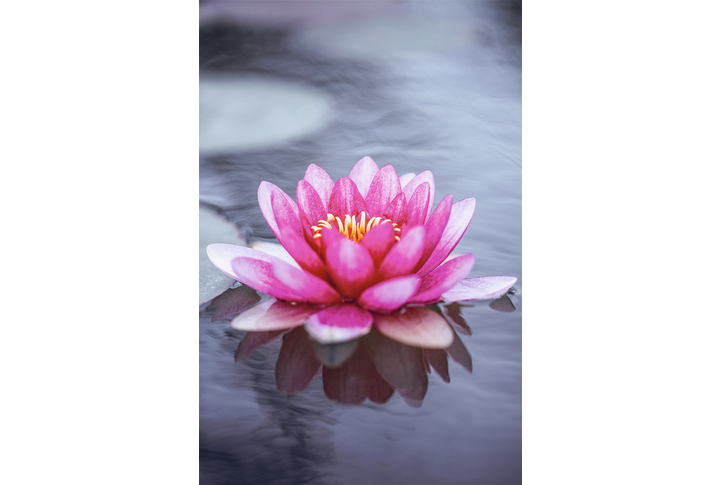 Фотообои «Крупный цветок лотоса»