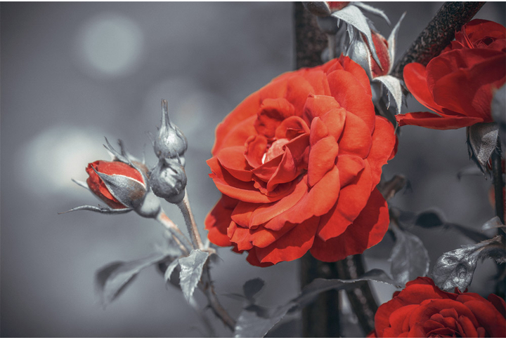 Фотообои «Красная роза на изгороди, большие цветы»