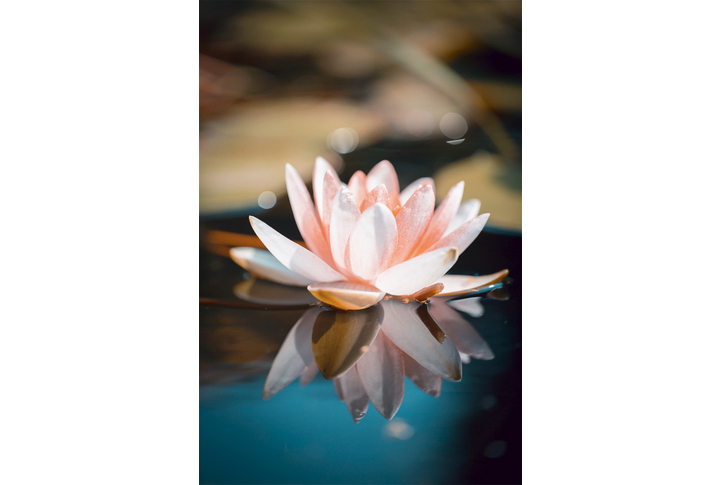 Фотообои «Цветок кувшинки в темных тонах»