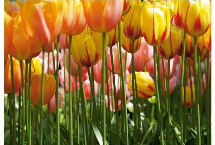 Фотообои «Жёлтые Тюльпаны»