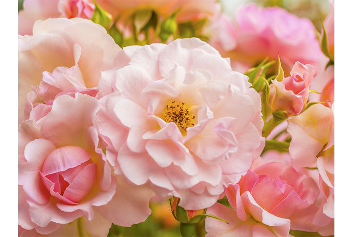 Фотообои «Нежные розовые розы в саду»