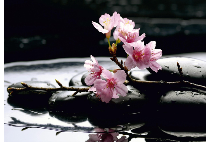 Фотообои «Ветка Сакуры»