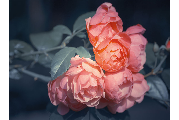 Фотообои «Букет роз в черных оттенках»