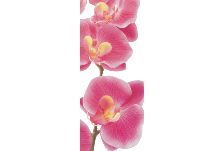 Фотообои «Розовая Орхидея»