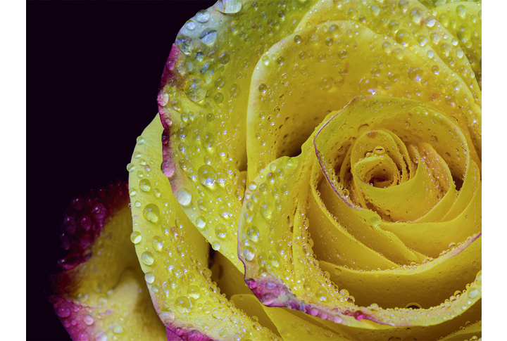 Фотообои «Желтая роза на темном фоне в каплях росы»