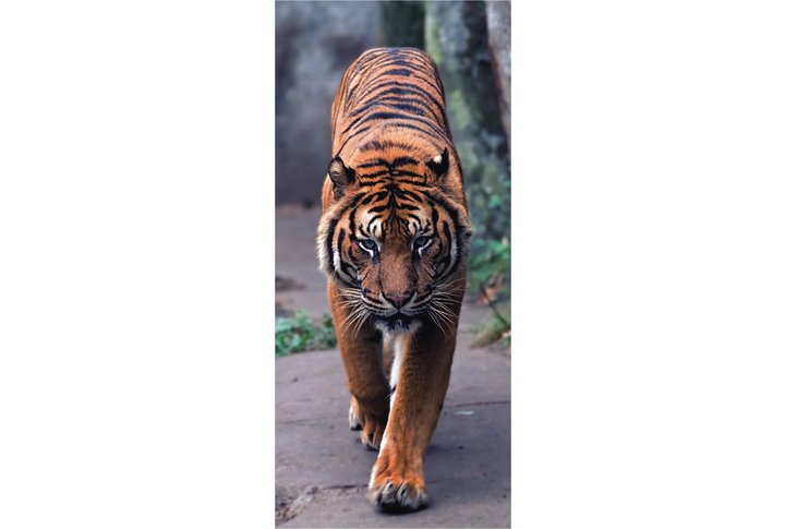 Фотообои «Тигр на тропинке»