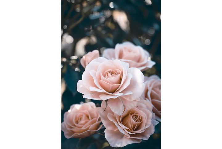 Фотообои «Цветущие розы»