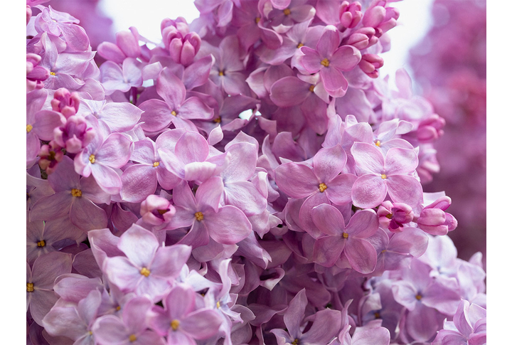 Фотообои «Сирень в весенний день»