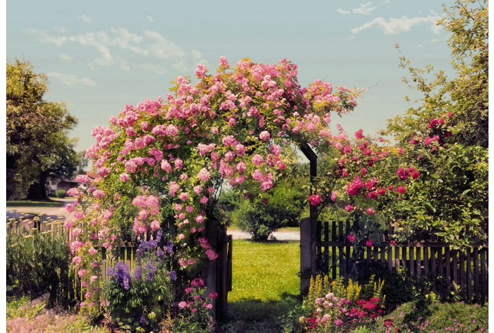 Фотообои «Rose Garden» (Розовый Сад)
